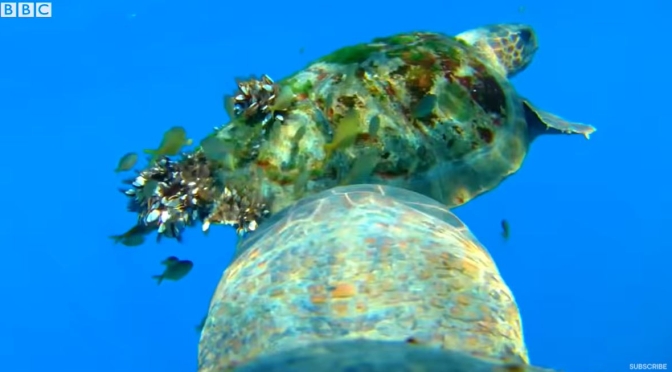 Ocean Views: Underwater With A Turtle, Seal & Shark