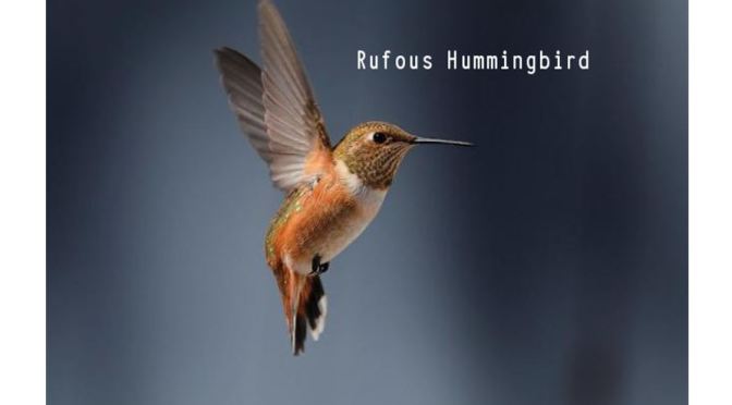 RUFOUS HUMMINGBIRDS: ‘Tiny Bird, Epic Journey’