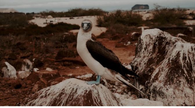 Travel Views: Peru & The Galapagos Islands (4K)