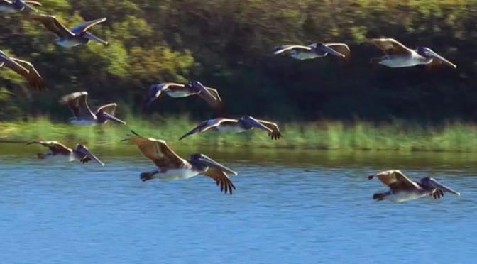 California Views: Brown Pelicans At Rodeo Lagoon