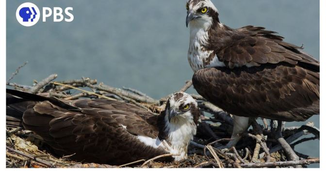 Views: Ospreys Guard Nest In Connecticut (PBS Video)