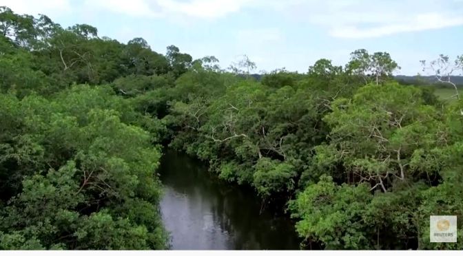 Nature: Mangrove Swamps Of Gabon, Central Africa
