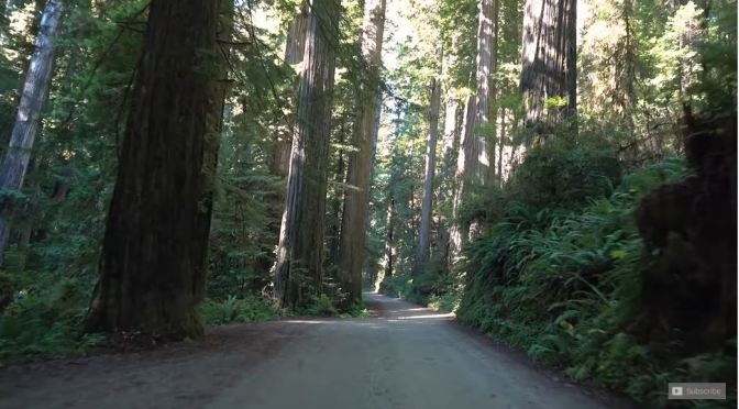 Drives: Redwood National Park In California (4K)