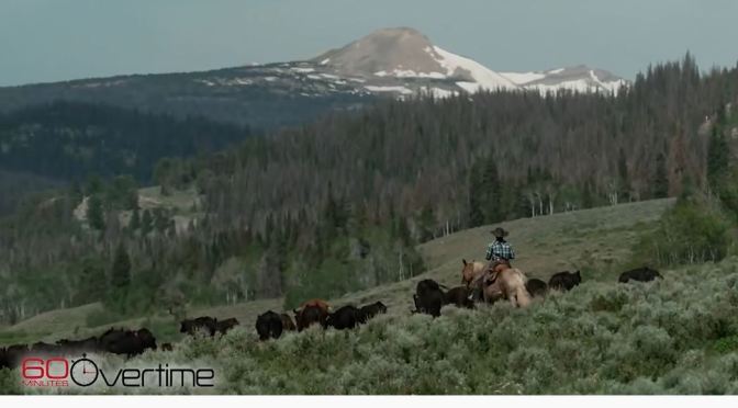 Views: Green River Drift Cattle Drive In Wyoming