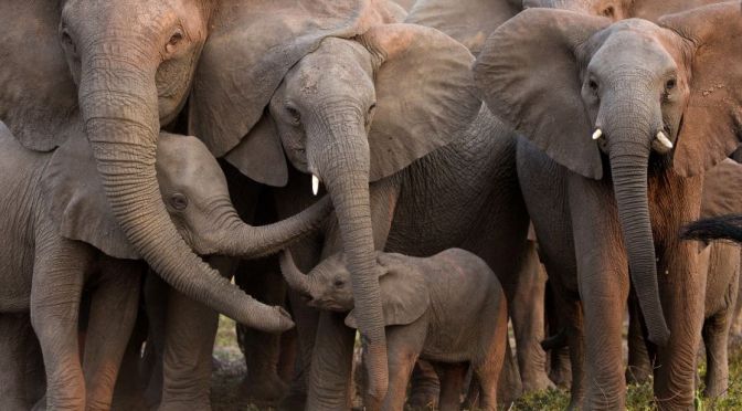 Wildlife: Why Many Baby Elephants Die In First Year