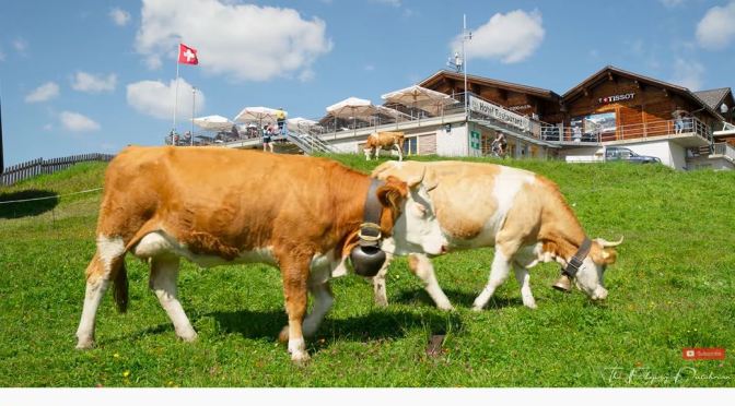 Swiss Hikes: Bachalpsee Trail Above Grindelwald