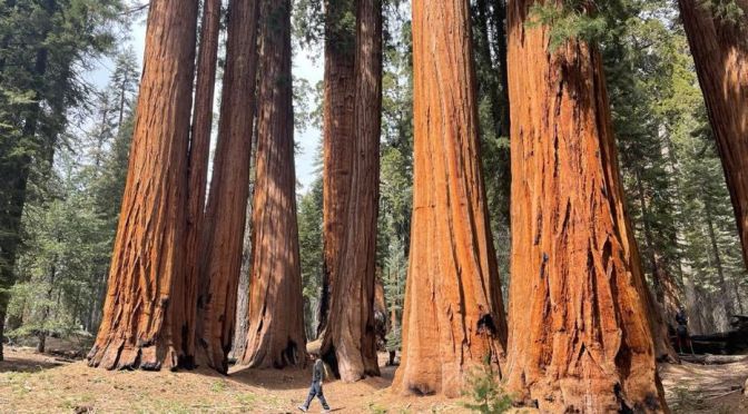 Views: Sequoia National Park In California (4K)