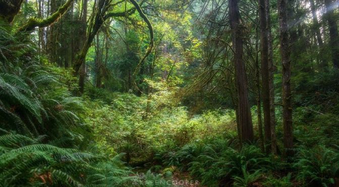 Views: Rain Forests In British Columbia, Canada