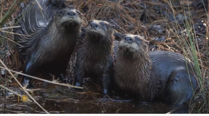 Nature: Otters At The Alligator River Wildlife Refuge In North Carolina