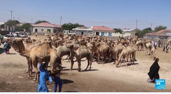Culture: The Importance Of Camels In Somalian Life