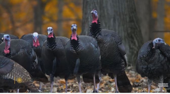 Views: Wild Turkeys In Metroparks Toledo, Ohio