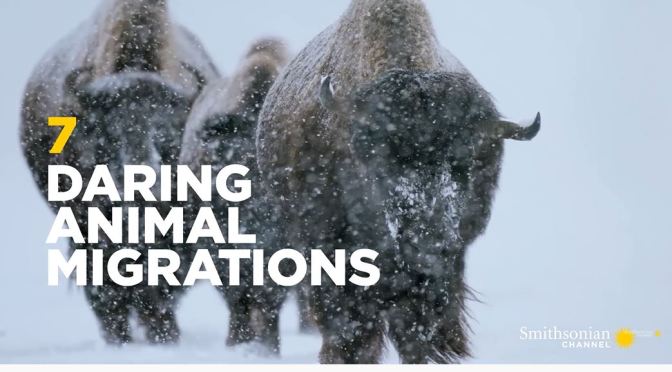 Views: ‘7 Daring Animal Migrations’ (Smithsonian)