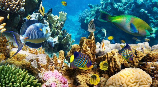 Underwater Views: Marine Coral Reef Wildlife (8K)
