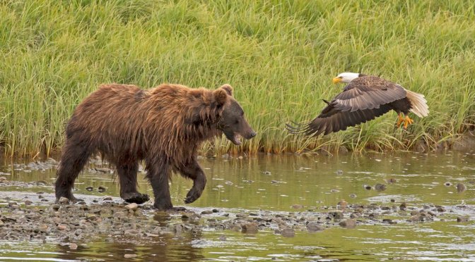 Preview: ‘Alaska’s Call Of The Wild – Kodiak Bears’
