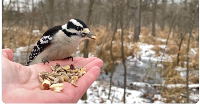 Bird Feed: Black-Capped Chickadee And Downy Woodpecker In Michigan