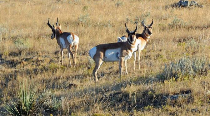 Nature Views: Pronghorn Antelope In Montana (CBS)