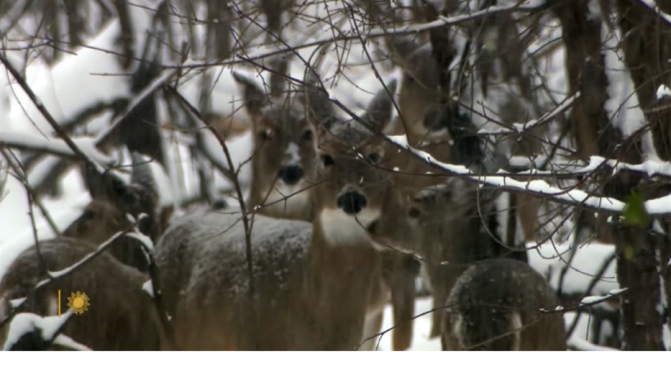 Winter Views: White-Tailed Deer In South Dakota