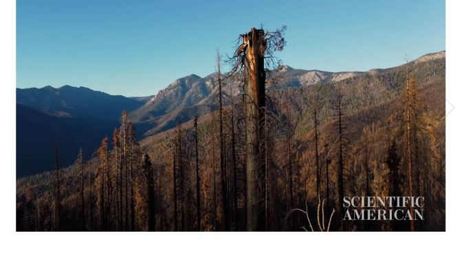 Wildfires: The Alder Creek Giant Sequoia Graveyard
