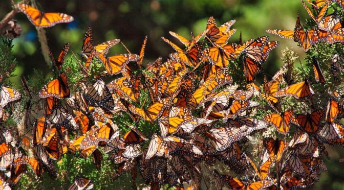 California View: Monarch Butterflies, Pacific Grove