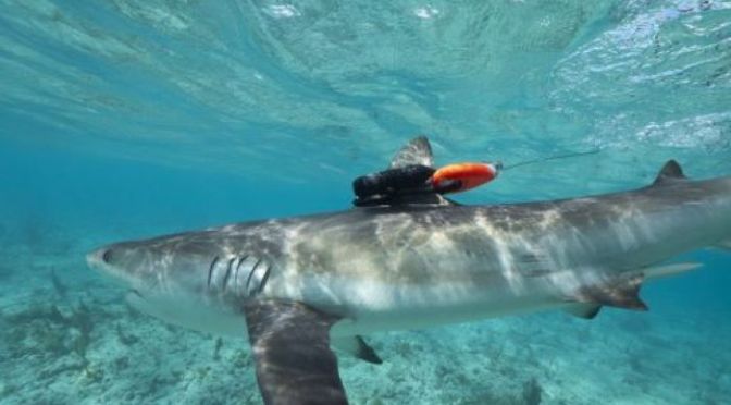 Underwater: Shark Cams Give Rare View Of Reefs