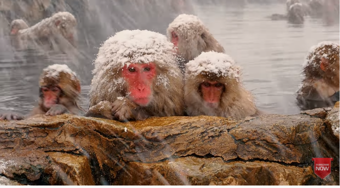 Winter 2023 Views: Snow Monkey Park In Japan (4K)