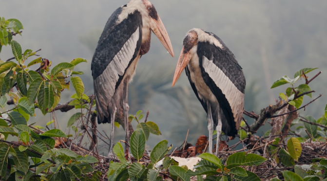 Conservation: Saving The Hargila Stork In India