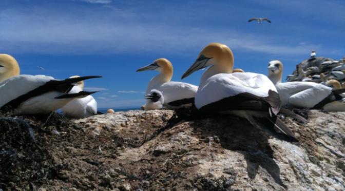 Views: Gannets In Cape Kidnappers, New Zealand
