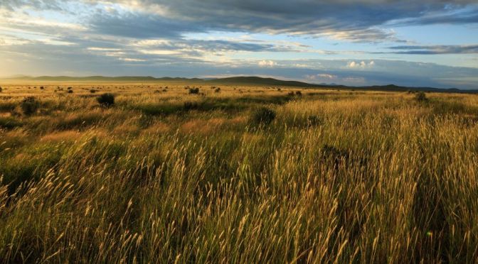 Nature Views: Grasslands Of The West Texas Prairie