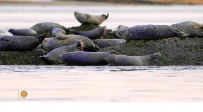 Massachusetts Views: Seals At The Parker River National Wildlife Refuge