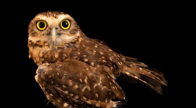 Bird Views: ‘Superb Owls’ National Geographic