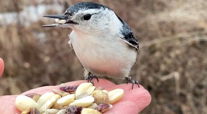 Bird Feed: White-Breasted Nuthatch And A Tufted Titmouse In Michigan