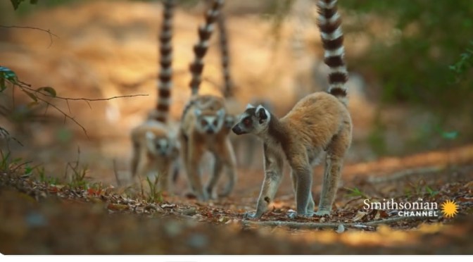 Island Views: The ‘Lemur Gangs’ Of Madagascar