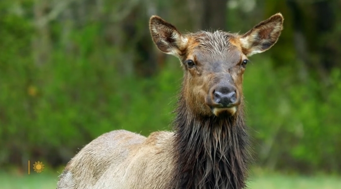 North Carolina Views: Elk In Great Smoky Mountains