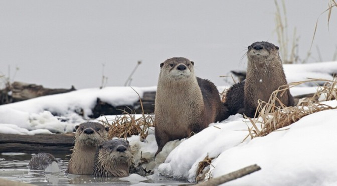 Views: North American River Otters In Maine