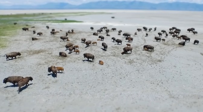 Nature Views: San Diego Zoo Wildlife Alliance