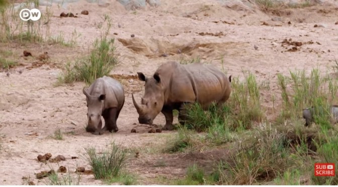 Views: Saving The White Rhinos Of South Africa