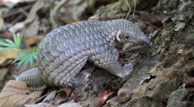BBC Earth: The Movement To Protect Pangolins