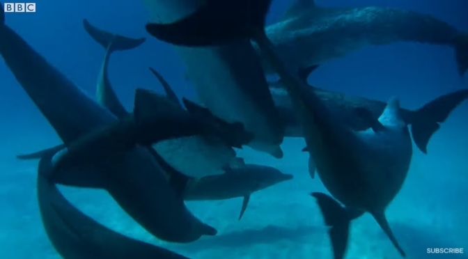 Ocean Views: Dolphin ‘Gang Wars’ (BBC Earth)