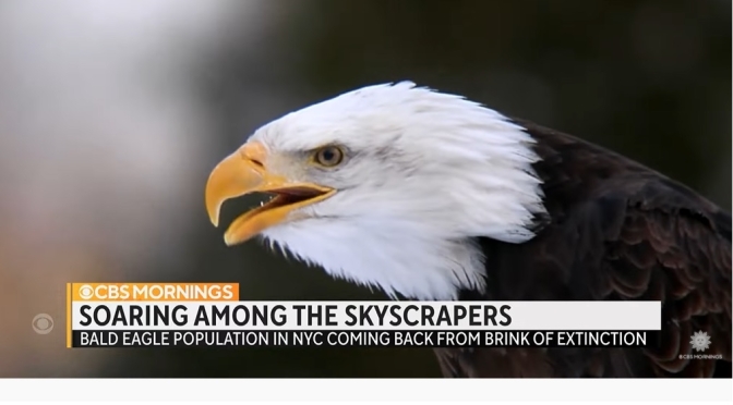 Nature View: Bald Eagles Soar In New York City
