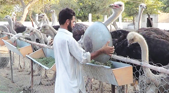 Business Views: Ostrich Farming In Pakistan