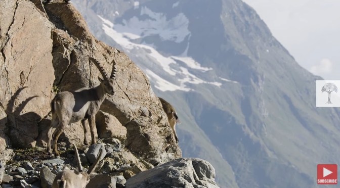 Wildlife: The Alpine Ibex – Return From Extinction