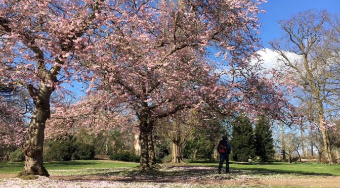 Walks: Cherry Blossoms In St. James Park, London (4K)