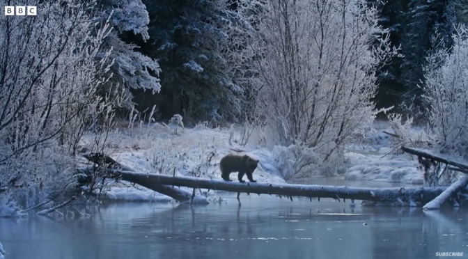 Alaska Wildlife: The Ice Bears Of The Yukon (BBC)
