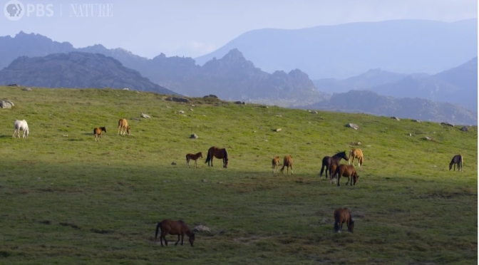 Portugal: Wild Garrano Horses Of Peneda-Gerês