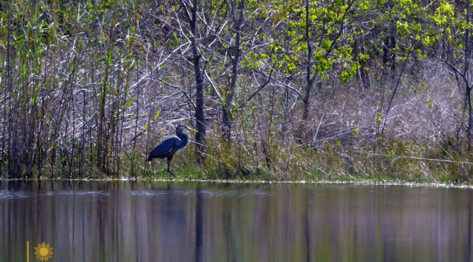 Gulf Coast Views: Dauphin Island, Southern Alabama