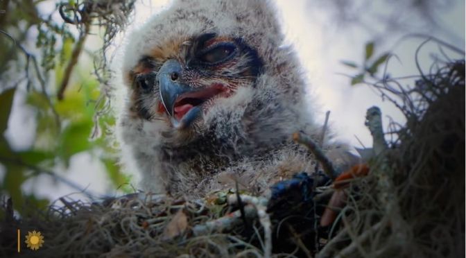 Nature: A Great Horned Owl Chick In Florida