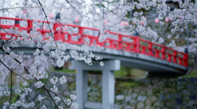 Spring In Japan: Sakura In Okazaki City, Aichi (8K)