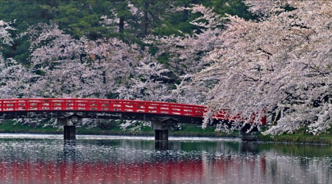Spring View: Hirosaki Park Cherry Blossoms In Japan