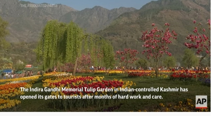 Views: Tulip Festival In Srinagar, Kashmir (2022)