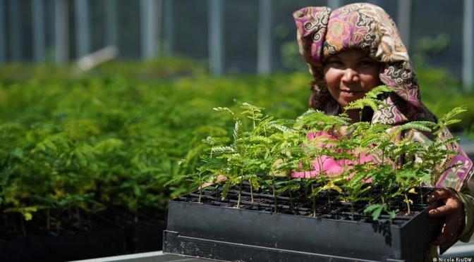 Indonesia Forests: 100 Million Trees For Borneo